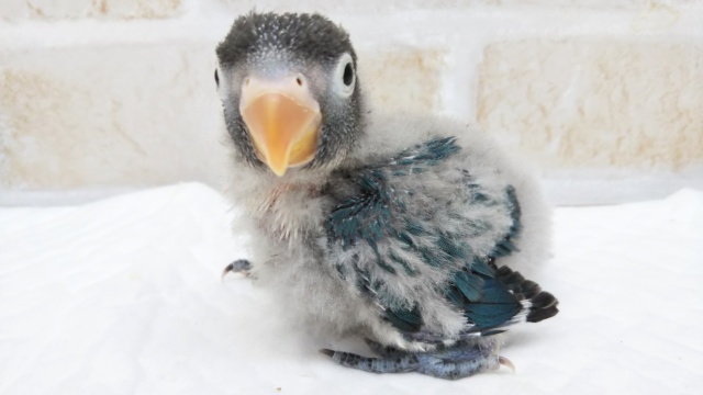 ブルーボタンインコ