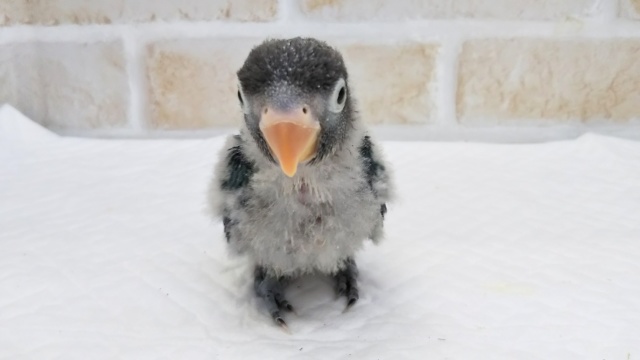 ブルーボタンインコ