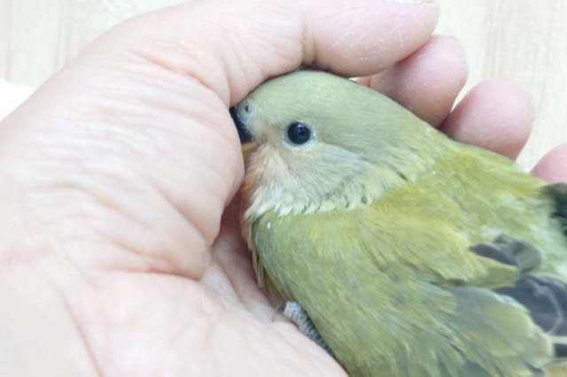 コザクラインコ（小桜インコ）