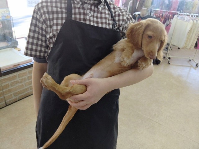 ミニチュアダックス