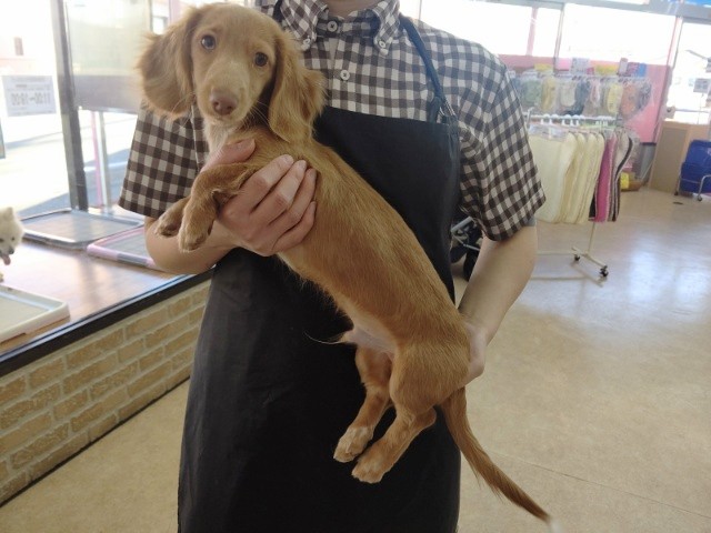 ミニチュアダックス