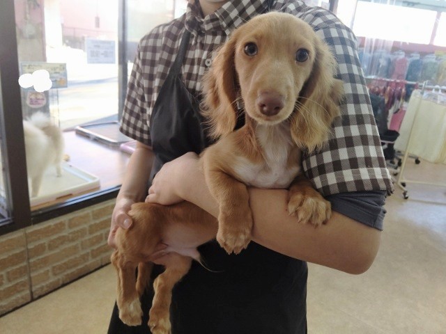 ミニチュアダックス