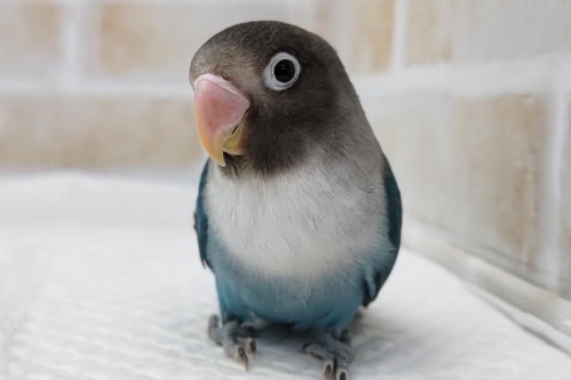 ブルーボタンインコ