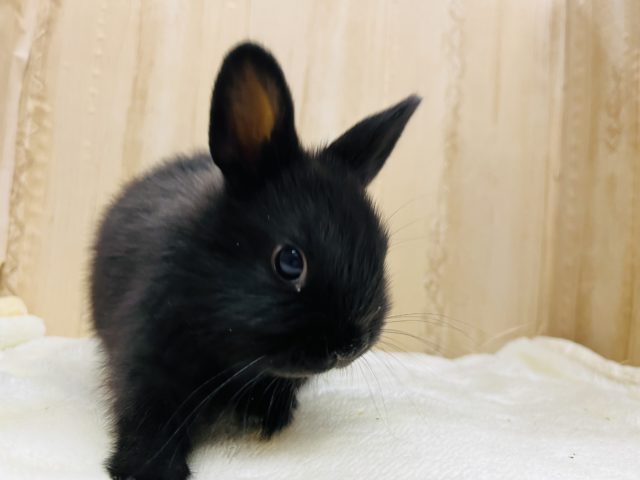 ネザーランドドワーフ