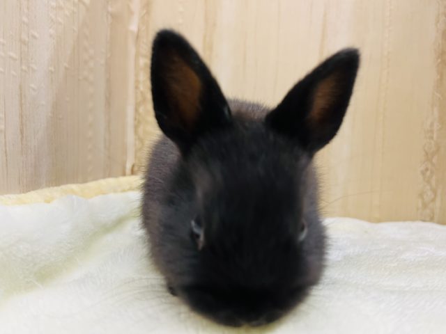 ネザーランドドワーフ