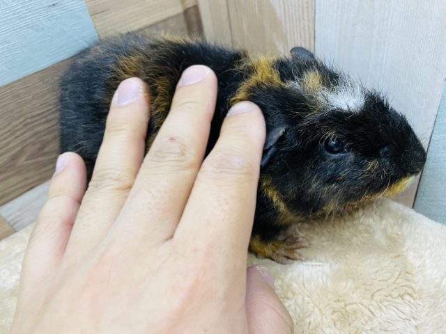 クレステッドモルモット