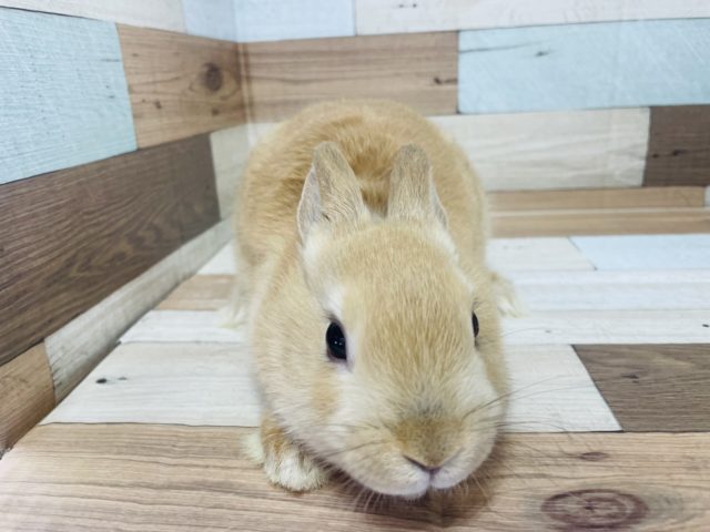 ネザーランドドワーフ