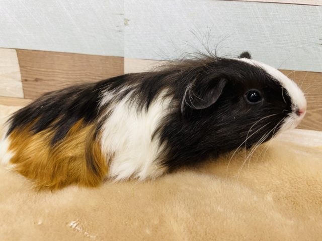 シェルティモルモット