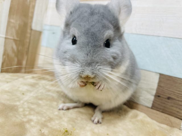 チンチラ