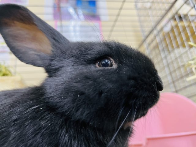 フレミッシュジャイアント