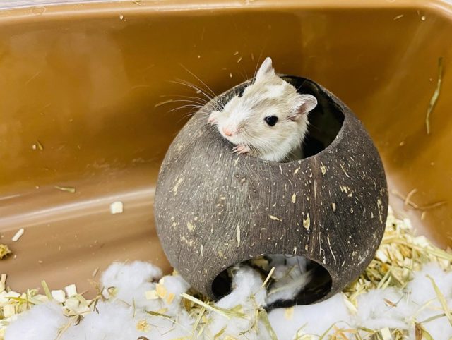 カラージャービル（スナネズミ）