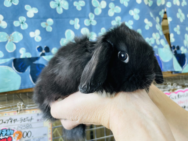 ホーランドロップ