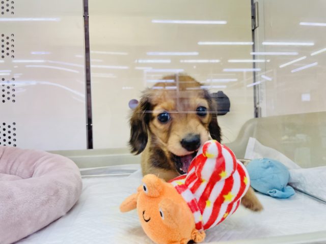 ミニチュアダックス