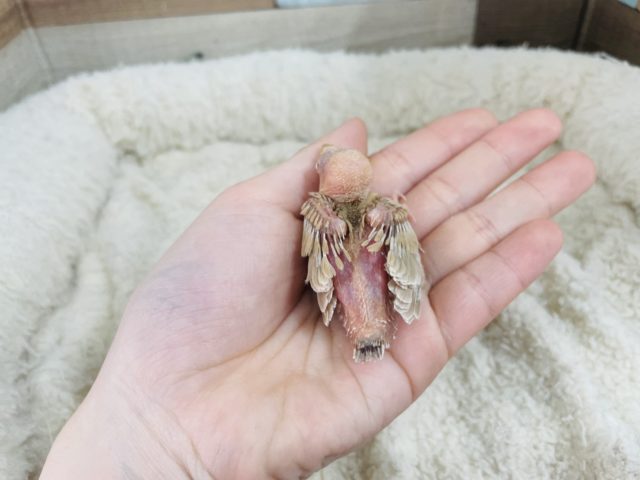 人気っこ!☆ シナモン文鳥! シナモン文鳥