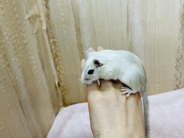 カラージャービル（スナネズミ）