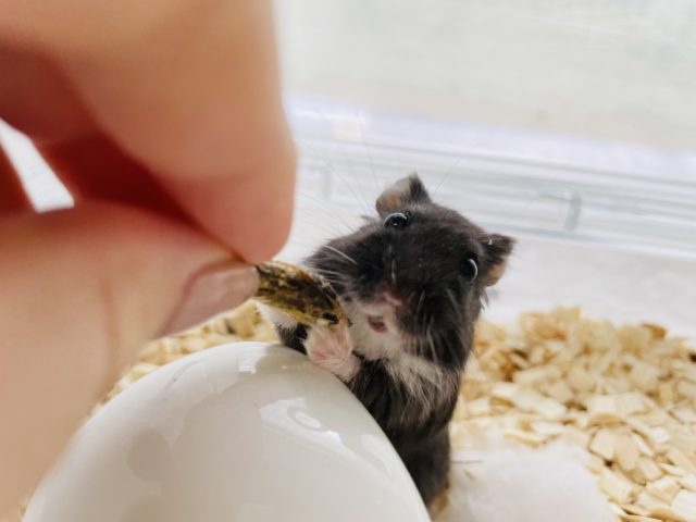 リアルブラックハムスター