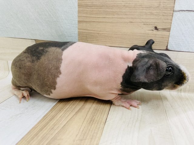 スキニーギニアピッグ