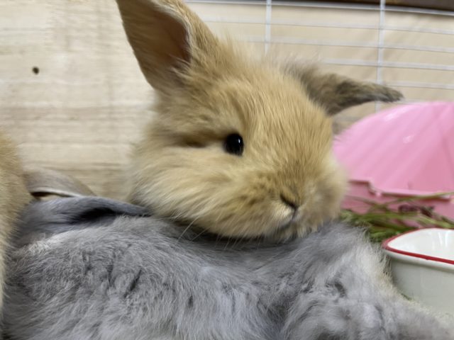 ロップイヤーラビット