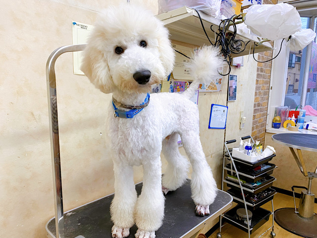 スタンダードプードル