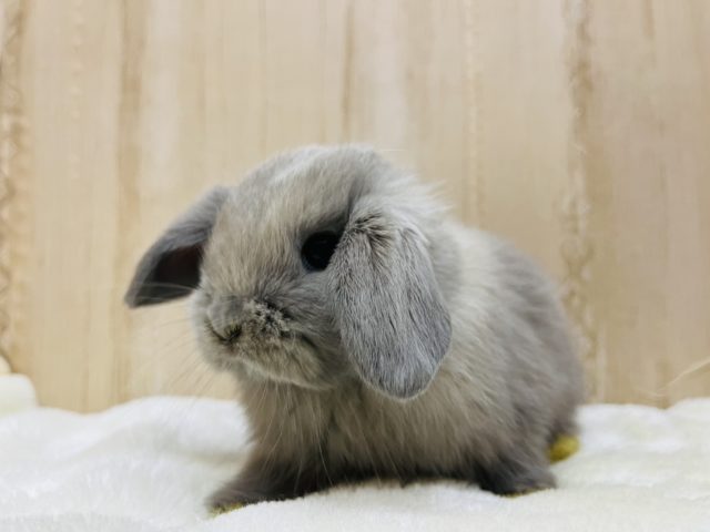 ホーランドロップ