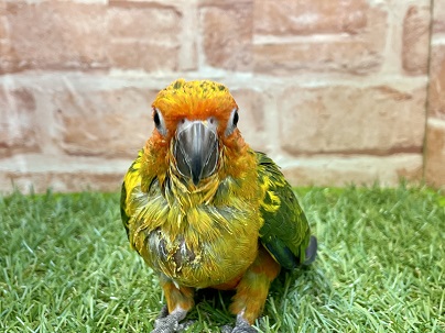 コガネメキシコインコ