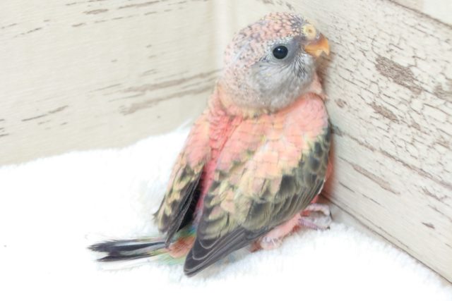 アキクサインコ（秋草インコ）