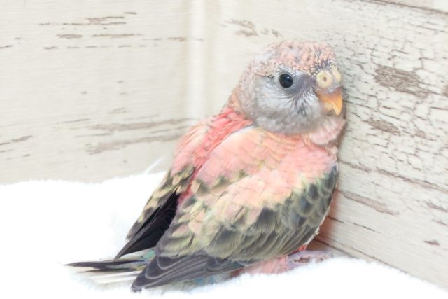 ピタッとローズアキクサインコ♪♪ 2022 2月26日 アキクサインコ(秋草インコ)