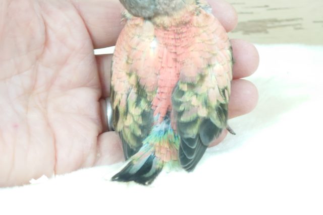 アキクサインコ（秋草インコ）