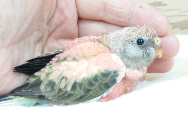 アキクサインコ（秋草インコ）