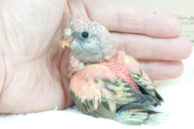 アキクサインコ（秋草インコ）