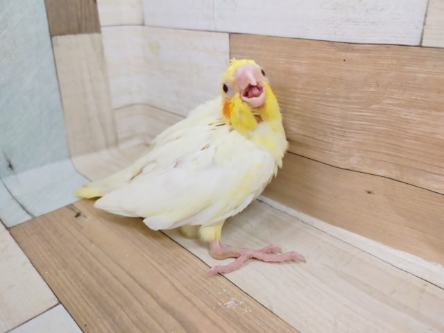 オカメインコ