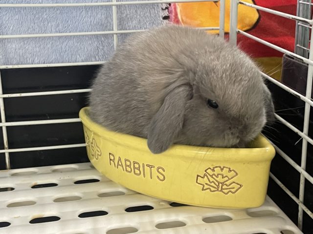 ホーランドロップ