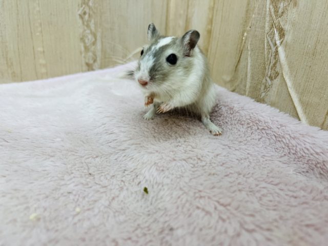 カラージャービル（スナネズミ）