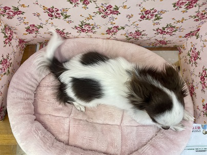 お洋服を着る練習中!! ロングコートチワワの女のコ 2022.2/24撮影 チワワ