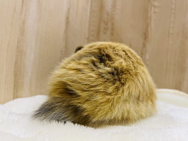 毛並みもっふり♬︎ロップイヤーラビット女の子 ロップイヤーラビット