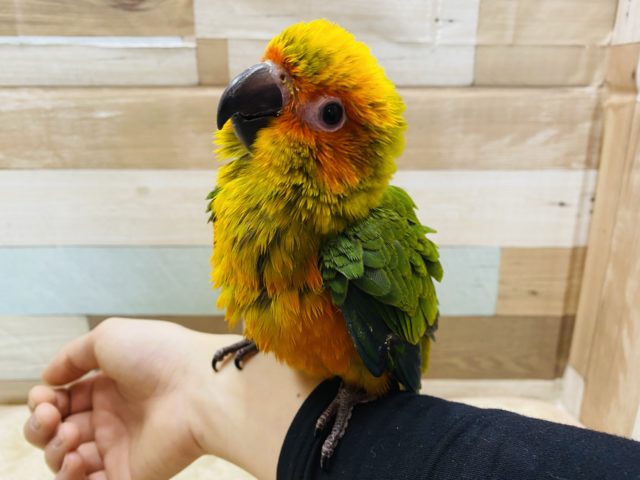 コガネメキシコインコ