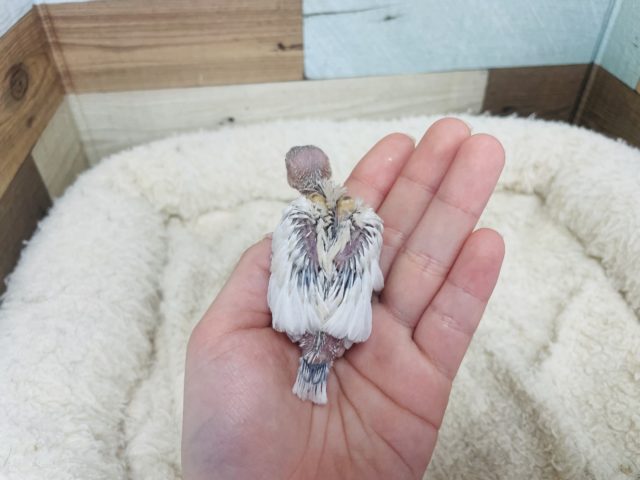 シルバーイノ文鳥