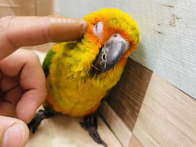 コガネメキシコインコ