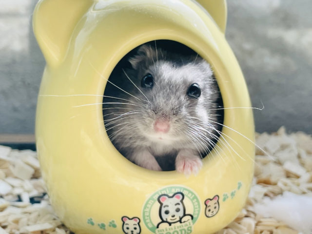 ロシアンブルーハムスター