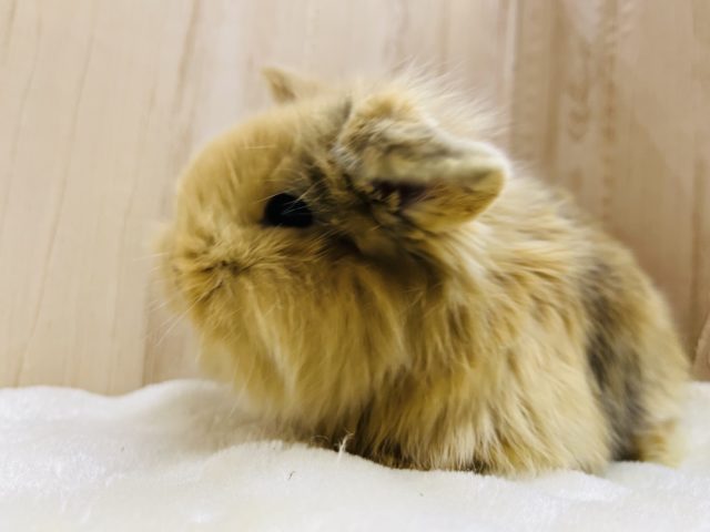 毛並みもっふり♬︎ロップイヤーラビット女の子 ロップイヤーラビット