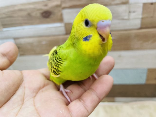 セキセイインコ