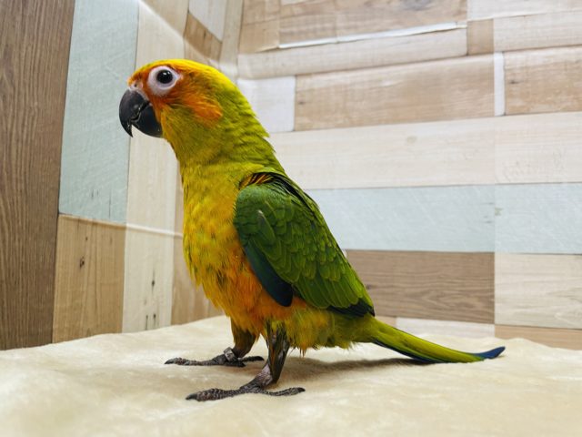 コガネメキシコインコ