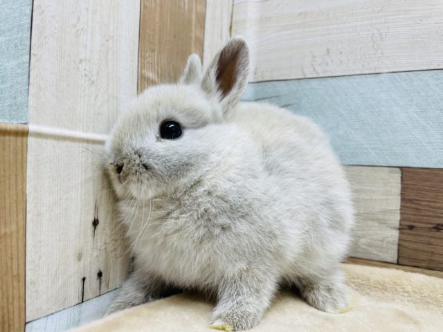 クリクリおめめが可愛いです☆ネザーランドドワーフのスクワーレルカラー! ネザーランドドワーフ