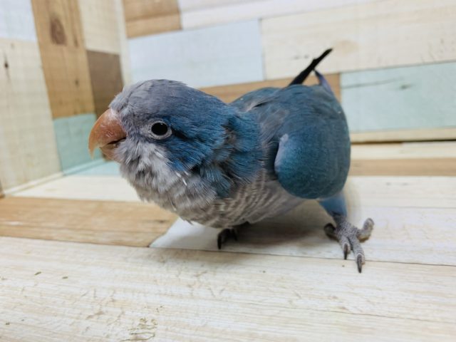 オキナインコ