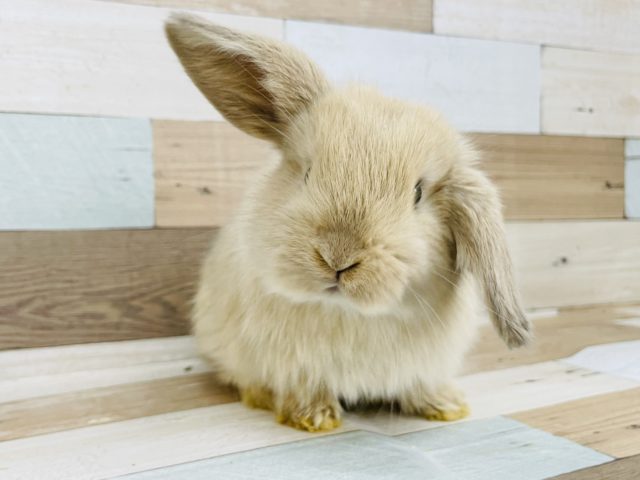 ホーランドロップ