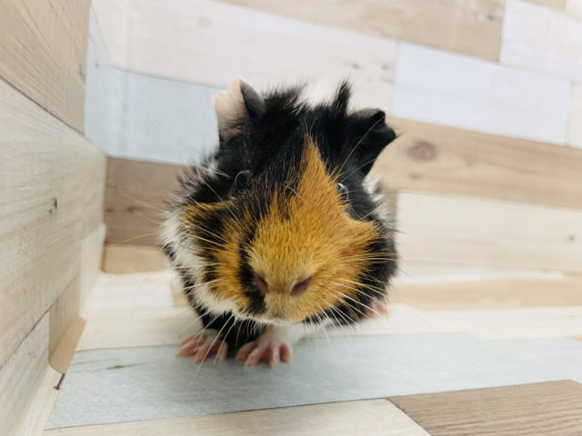 アビシニアンモルモット