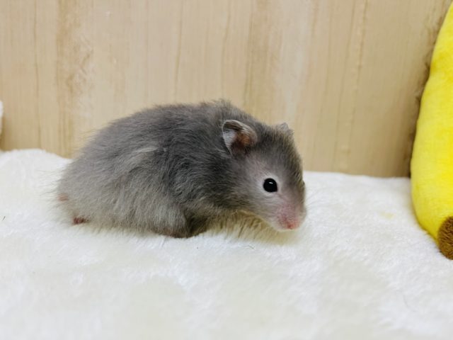 ゴールデンハムスター