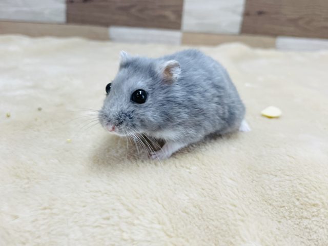ロシアンブルーハムスター