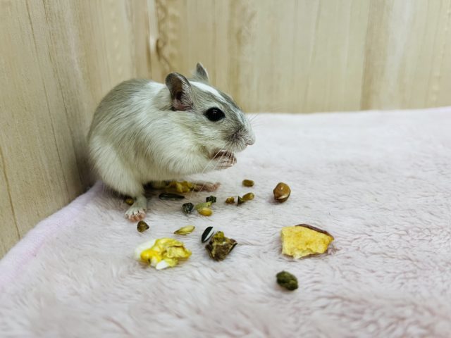 カラージャービル（スナネズミ）