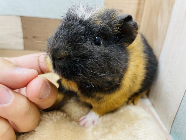 クレステッドモルモット